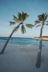 palm trees on the resort beach