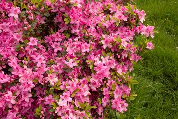 beautiful pink rhododendron in spring