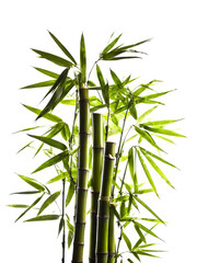 Naklejka premium Water bamboo plant closeup on a white background, green leaves houseplant isolated