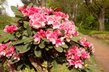 Fototapeta na wymiar beautiful pink rhododendron in spring