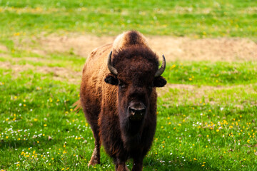 European bison Bison bonasus wile bovid bovine Europe