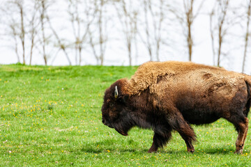 European bison Bison bonasus wile bovid bovine Europe