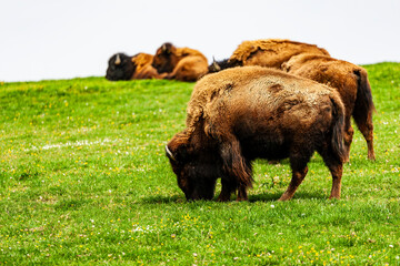 European bison Bison bonasus wile bovid bovine Europe