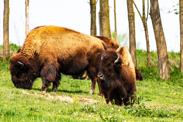 European bison Bison bonasus wile bovid bovine Europe