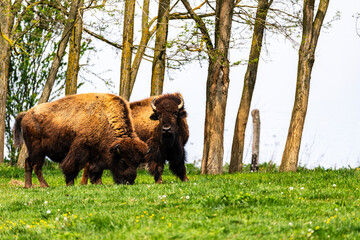 European bison Bison bonasus wile bovid bovine Europe