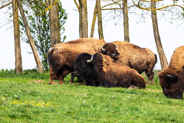 European bison Bison bonasus wile bovid bovine Europe