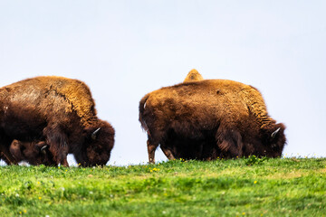 European bison Bison bonasus wile bovid bovine Europe