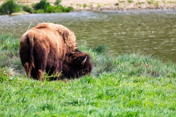 European bison Bison bonasus wile bovid bovine Europe