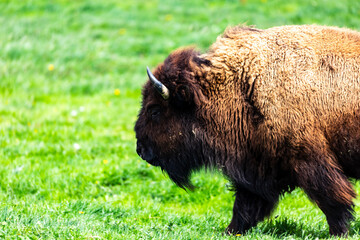 European bison Bison bonasus wile bovid bovine Europe