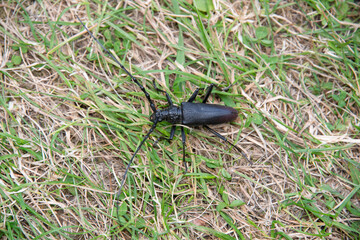 Capricorne du chêne, Grand capricorne, Capricorne ouvrier , Cerambyx cerdo