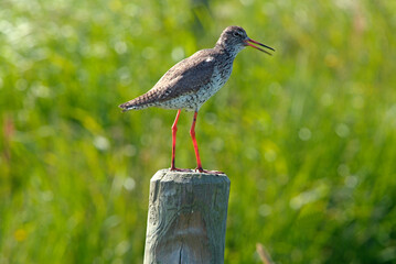 Chevalier gambette,.Tringa totanus, Common Redshank