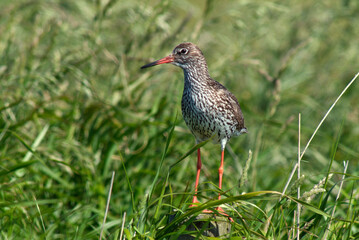 Chevalier gambette,.Tringa totanus, Common Redshank