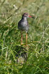 Chevalier gambette,.Tringa totanus, Common Redshank