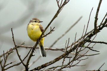Obraz premium Bergeronnette printanière, Motacilla flava, Western Yellow Wagtail
