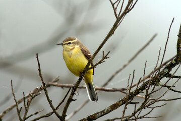 Bergeronnette printanière, Motacilla flava, Western Yellow Wagtail