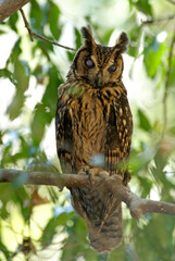 Hibou malgache,.Asio madagascariensis, Madagascar Owl, Madagascar