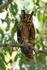 Hibou malgache,.Asio madagascariensis, Madagascar Owl, Madagascar