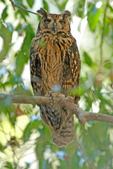 Hibou malgache,.Asio madagascariensis, Madagascar Owl, Madagascar