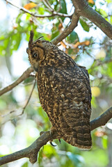 Hibou malgache,.Asio madagascariensis, Madagascar Owl, Madagascar