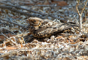 Engoulevent à nuque rousse,.Gactornis enarratus, Collared Nightjar, Madagascar,
