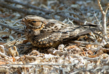 Engoulevent à nuque rousse,.Gactornis enarratus, Collared Nightjar, Madagascar,