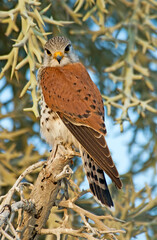 Faucon de Newton, Crécerelle malgache,.Falco newtoni , Malagascar