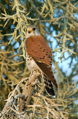 Faucon de Newton, Crécerelle malgache,.Falco newtoni , Malagascar