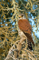 Faucon de Newton, Crécerelle malgache,.Falco newtoni , Malagascar
