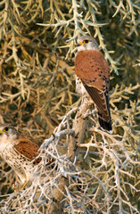Faucon de Newton, Crécerelle malgache,.Falco newtoni , Malagascar