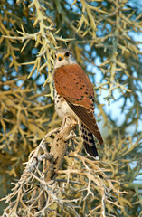 Faucon de Newton, Crécerelle malgache,.Falco newtoni , Malagascar