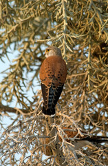 Faucon de Newton, Crécerelle malgache,.Falco newtoni , Malagascar