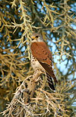 Faucon de Newton, Crécerelle malgache,.Falco newtoni , Malagascar