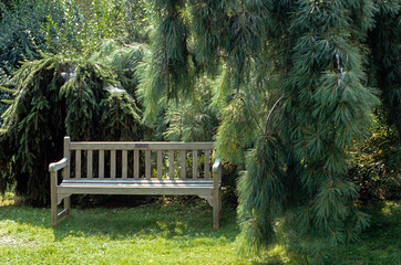 Pinus strobus pendula, Pin Weymouth pleureur