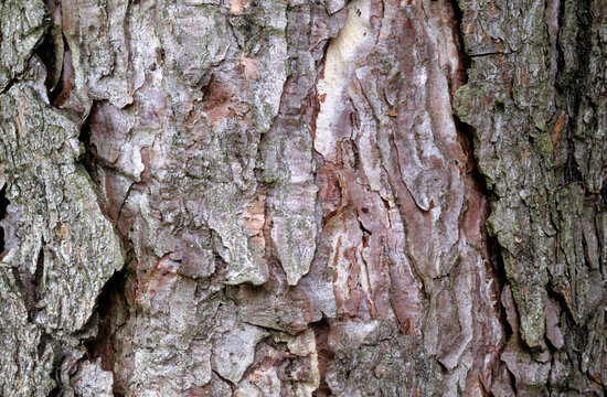 Pinus laricio calabra, Pin laricio de Calabre