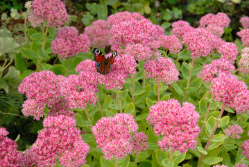 Sedum spectabile 'Brillant' , Sedum,  Inachis io , Paon de jour