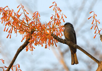 Bulbul de Madagascar,.Hypsipetes madagascariensis, Malagasy Bulbul, Madagascar