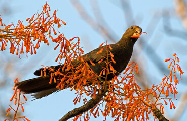Perroquet noir, Coracopsis nigra, Lesser Vasa Parrot, Madagascar © JAG IMAGES