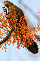 Perroquet noir, Coracopsis nigra, Lesser Vasa Parrot, Madagascar © JAG IMAGES