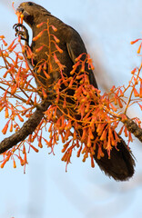 Perroquet noir, Coracopsis nigra, Lesser Vasa Parrot, Madagascar © JAG IMAGES