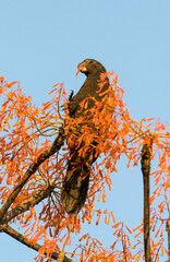 Perroquet noir, Coracopsis nigra, Lesser Vasa Parrot, Madagascar © JAG IMAGES