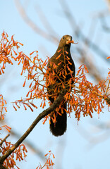 Perroquet noir, Coracopsis nigra, Lesser Vasa Parrot, Madagascar © JAG IMAGES