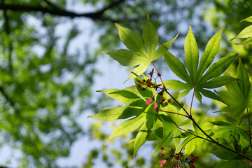 Close up green maple leaves on the maple tree in the park