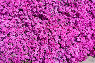 Naklejka premium Flower grass, little pink flowers background