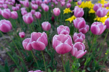 red tulips in the garden