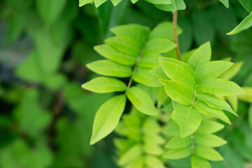 green leaves background. rattan vines