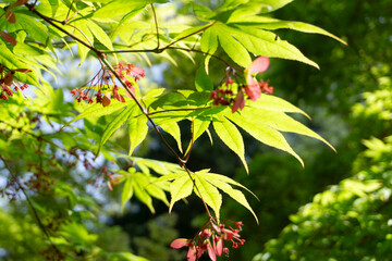 Close up green maple leaves on the maple tree in the park