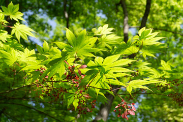 Close Up Green Maple Leaves On The Maple Tree