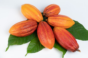 Many  orange cacao pods