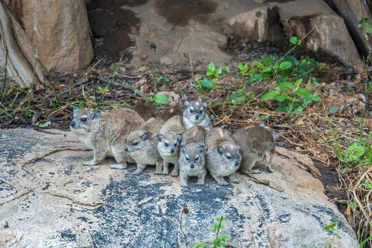 Rock hyrax, Tarangire National Park, Tanzania