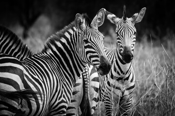 Zebra black and white, Tarangire National Park, Tanzania